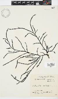 Axillariella constricta image