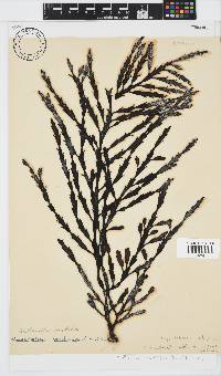 Axillariella constricta image