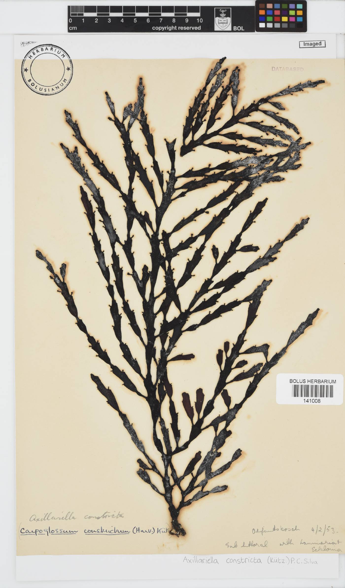 Axillariella constricta image