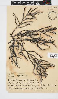 Axillariella constricta image