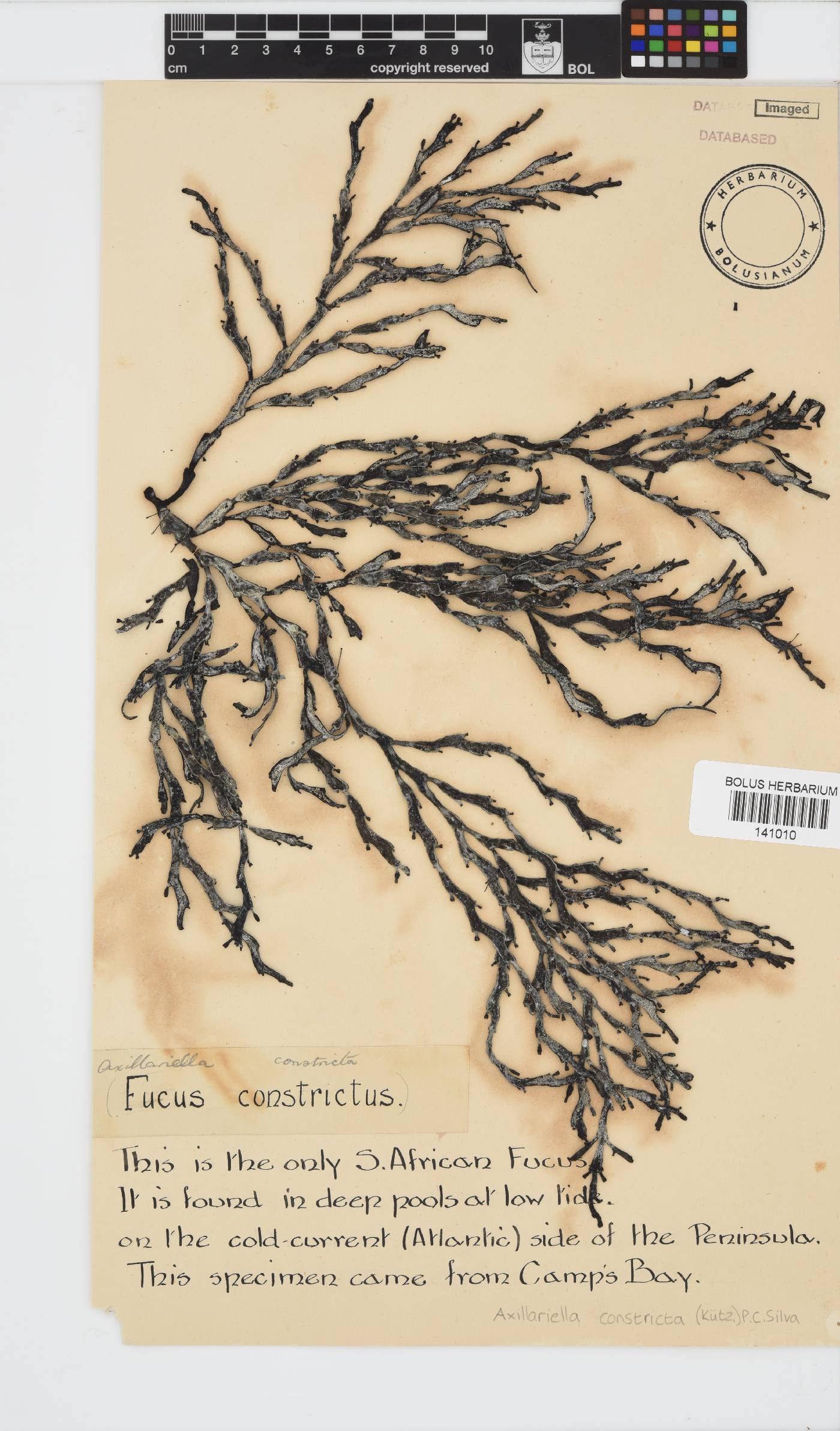 Axillariella constricta image