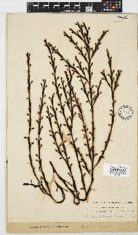 Axillariella constricta image