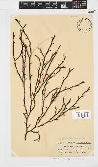 Axillariella constricta image