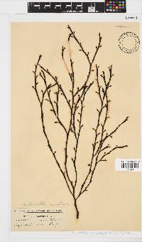 Axillariella constricta image