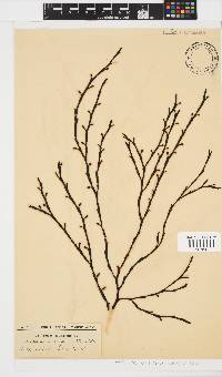 Axillariella constricta image