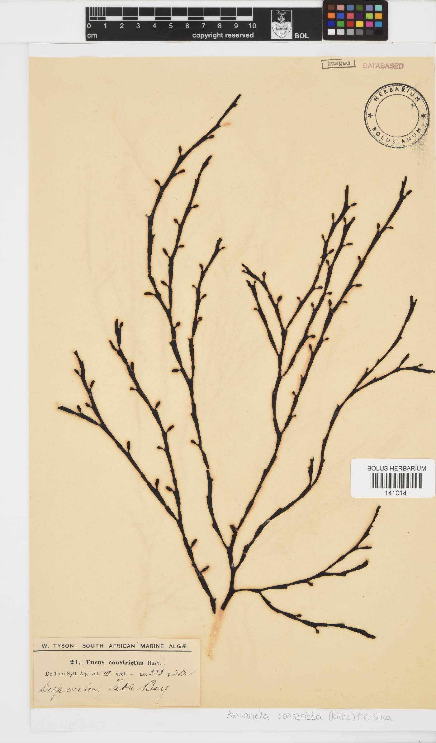 Axillariella constricta image