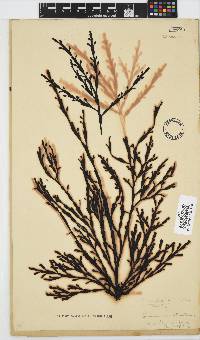 Axillariella constricta image