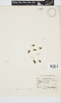 Image of Bachelotia antillarum