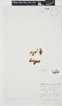 Bachelotia antillarum image