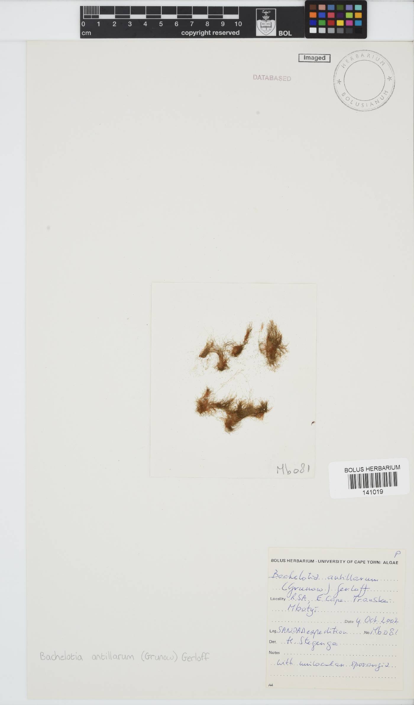 Bachelotia antillarum image