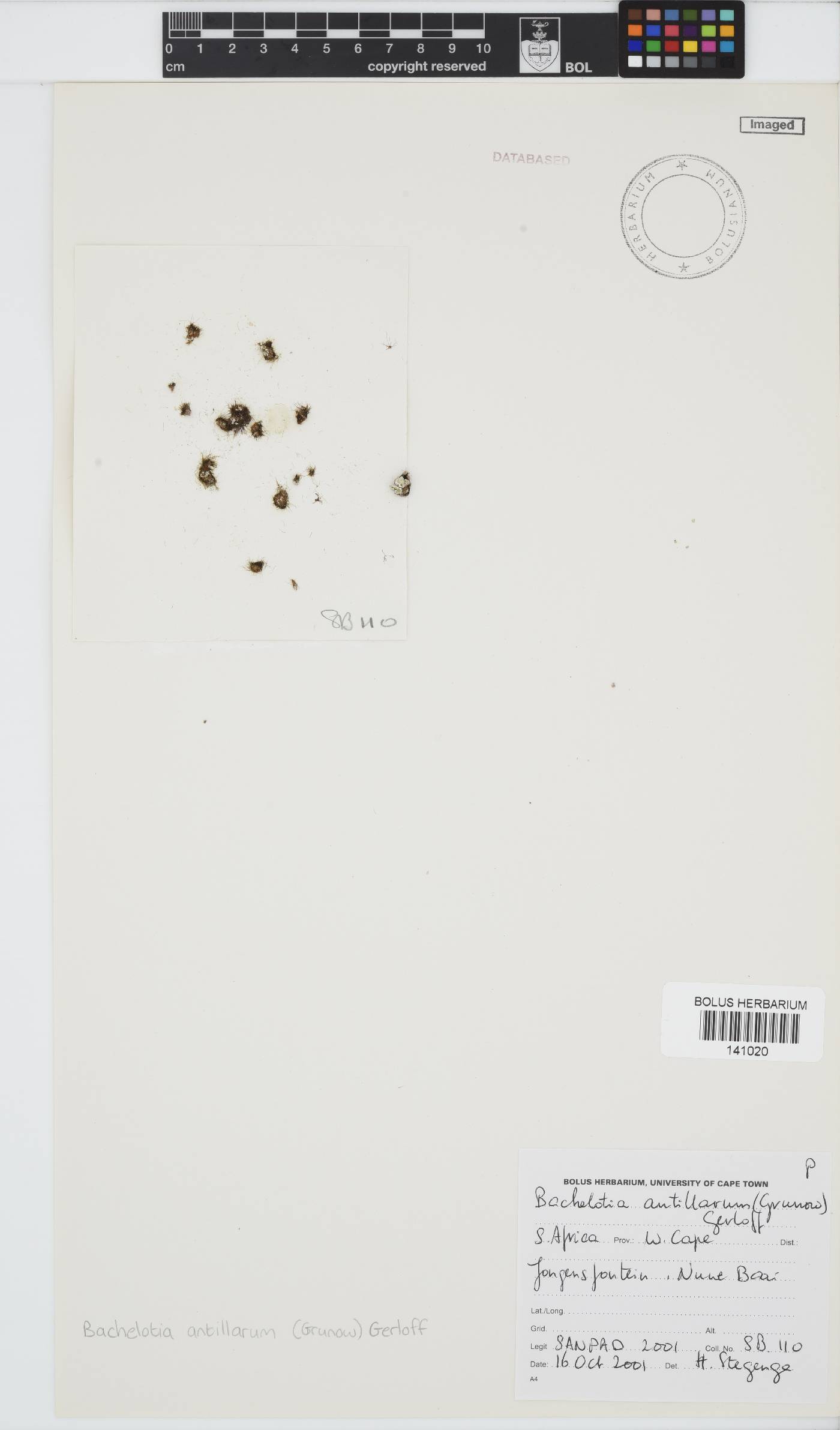 Bachelotia antillarum image