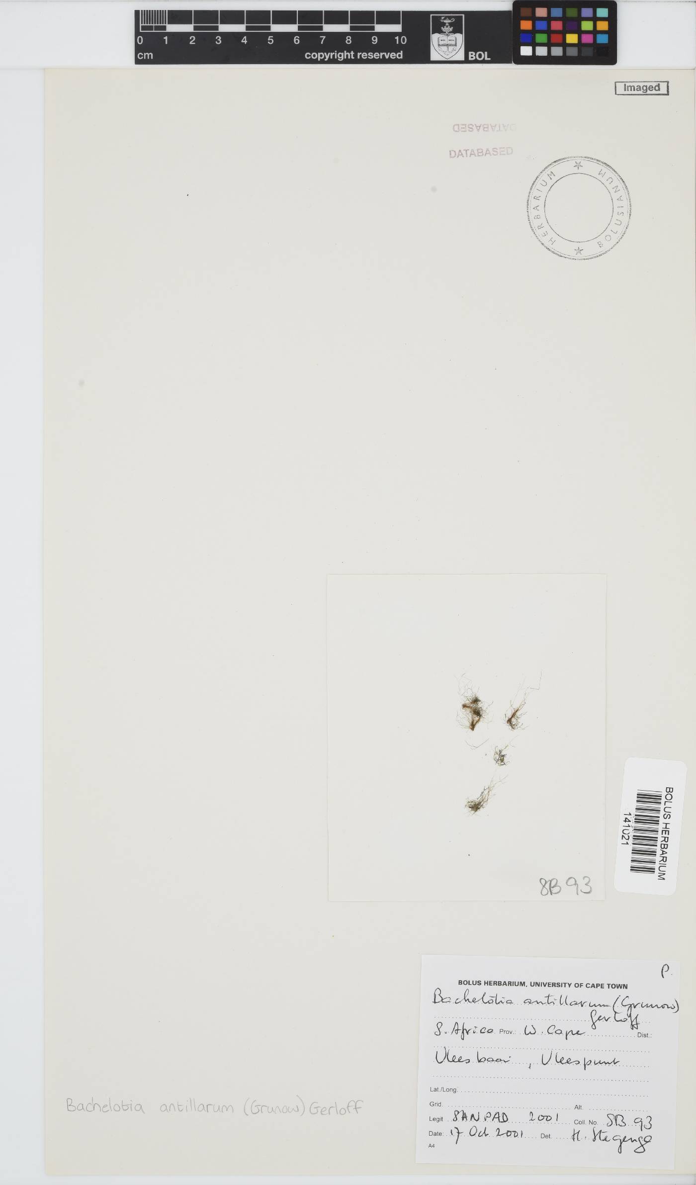 Bachelotia antillarum image