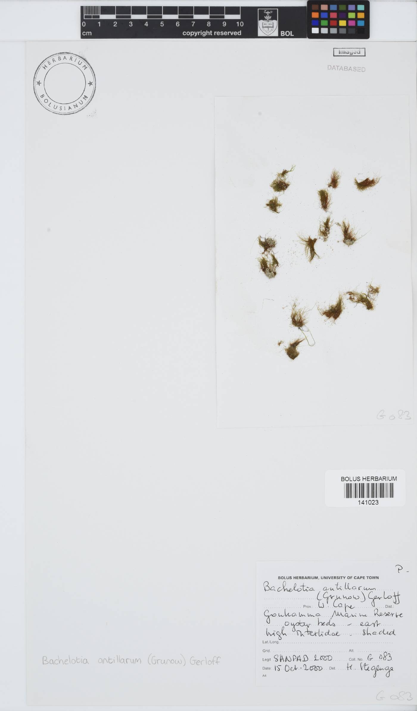 Bachelotia antillarum image