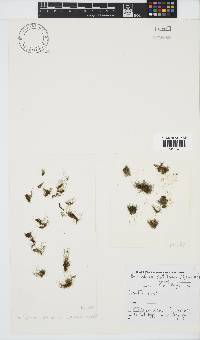Bachelotia antillarum image