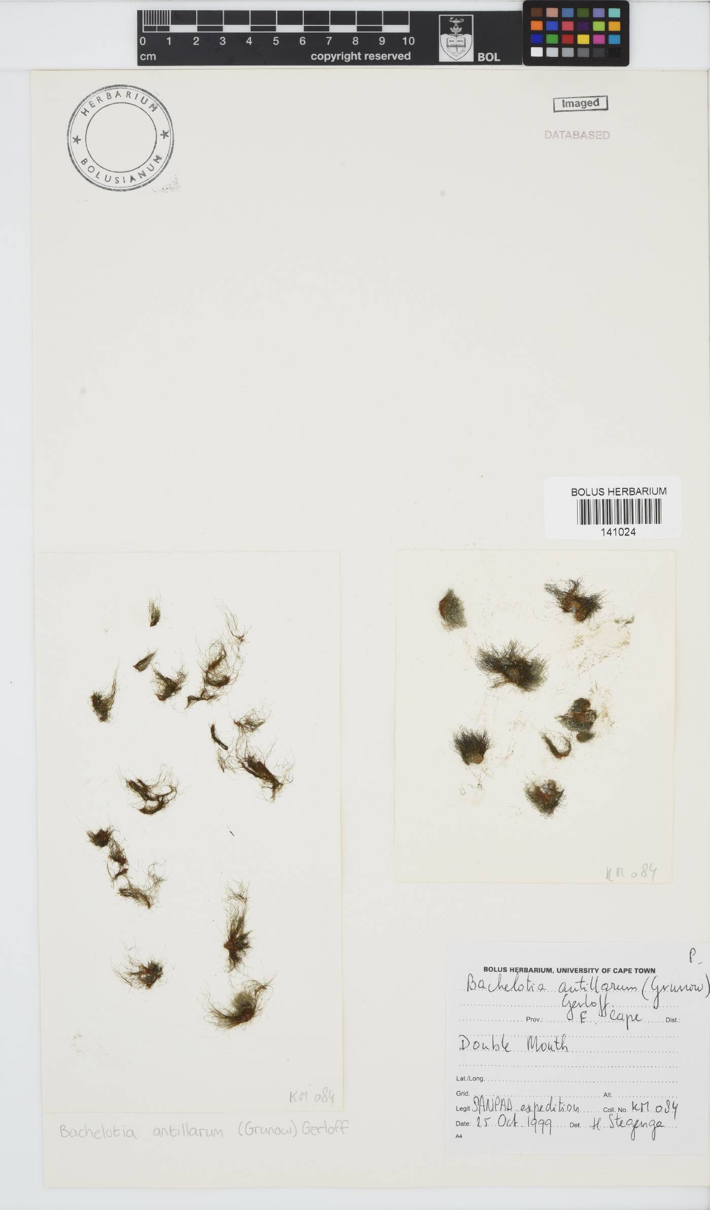 Bachelotiaceae image