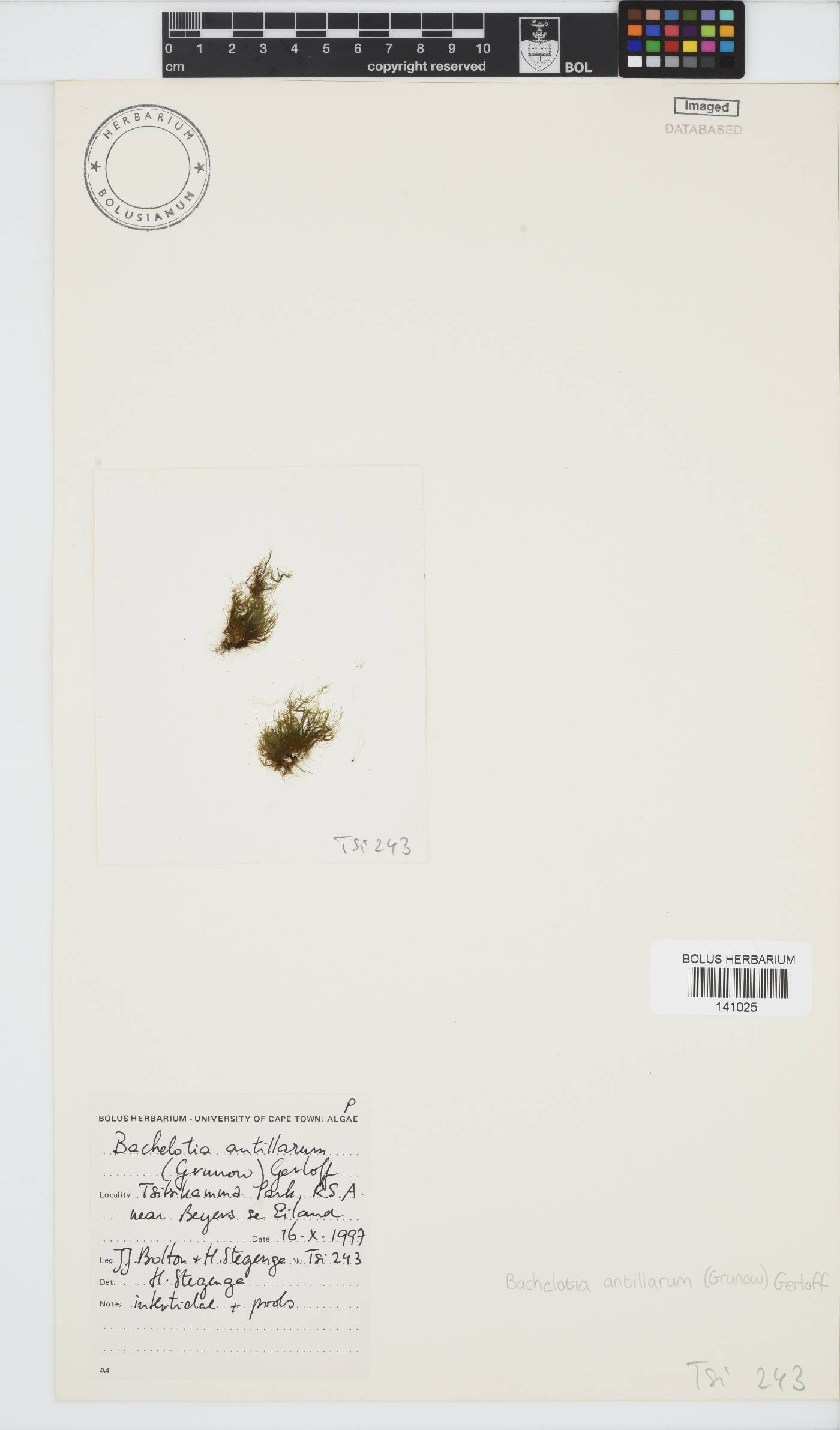 Bachelotia antillarum image