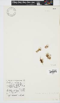 Bachelotia antillarum image