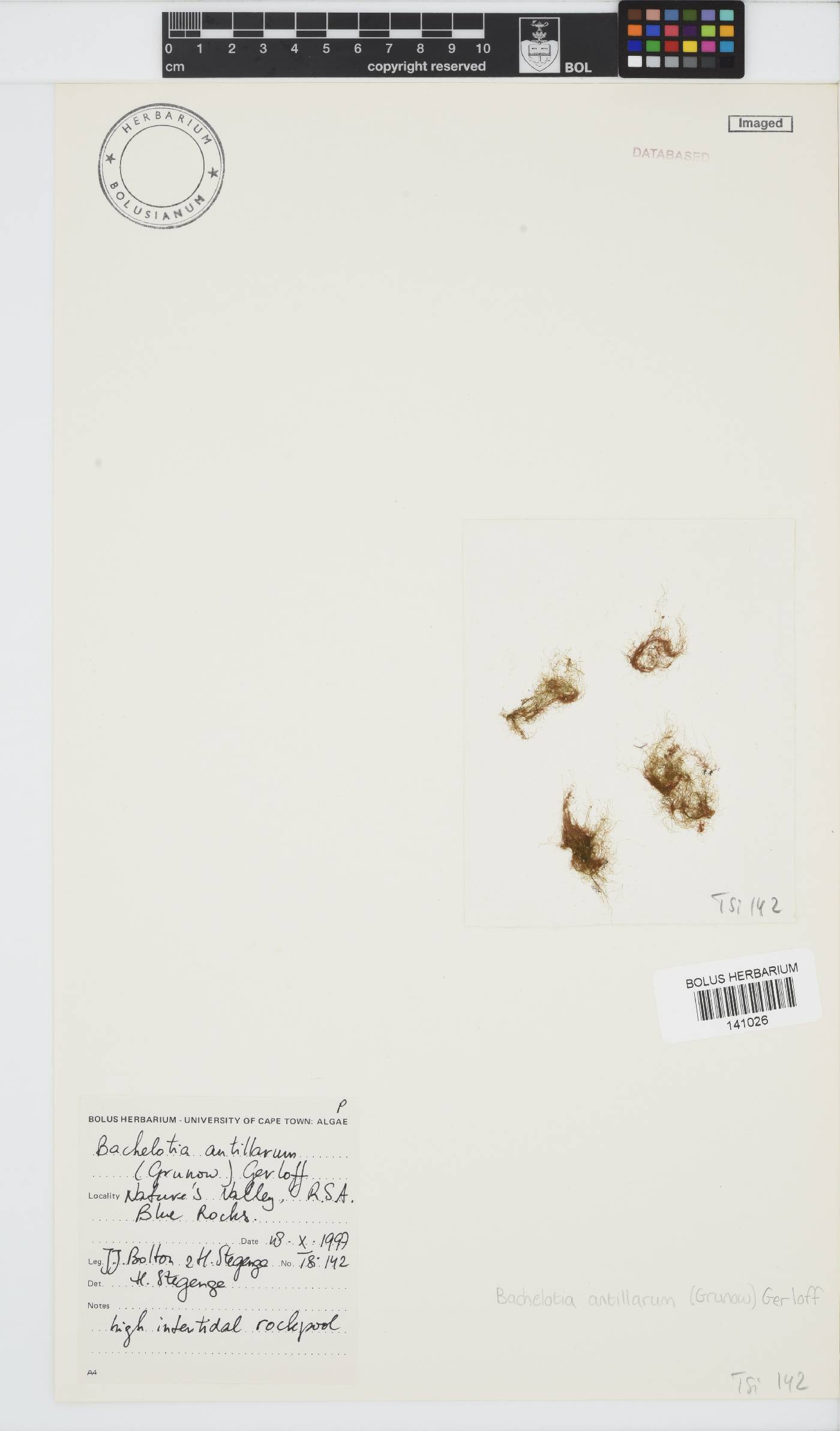 Bachelotia image