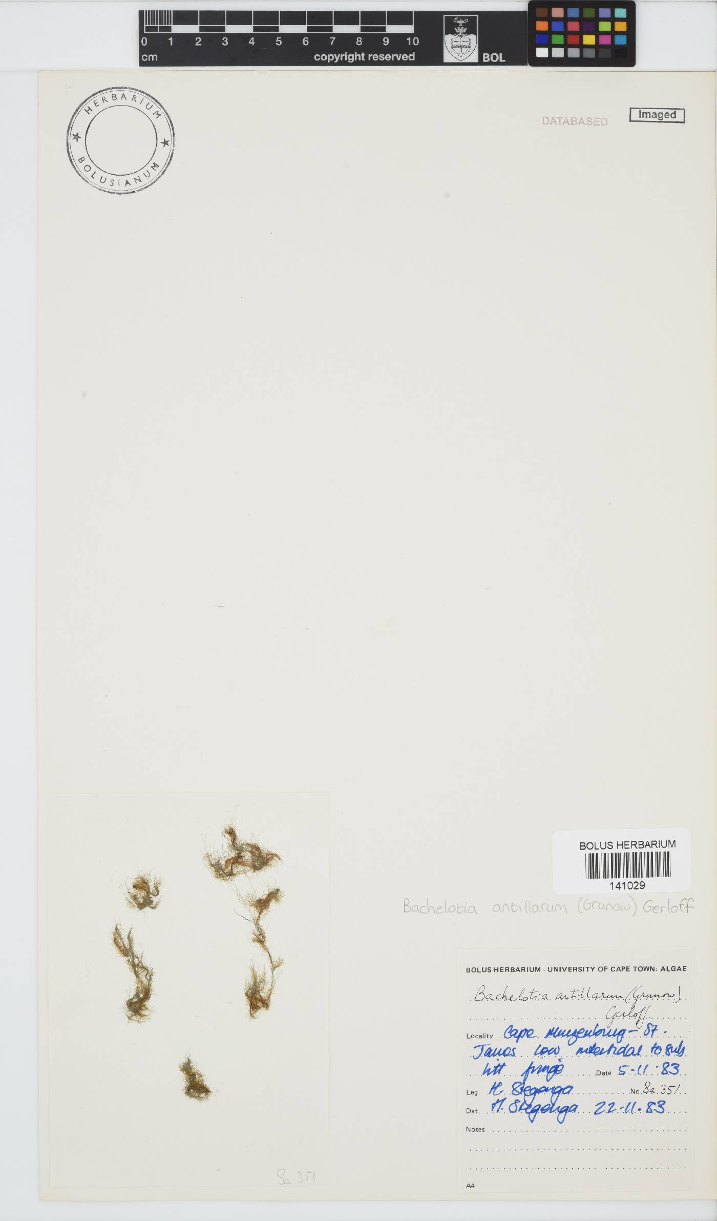 Bachelotiaceae image