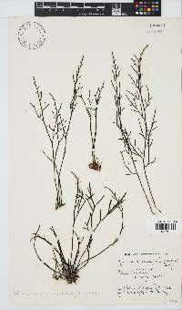 Brassicophycus sisymbrioides image