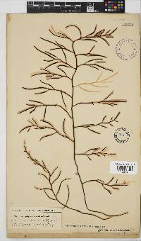 Brassicophycus sisymbrioides image