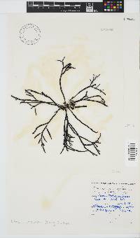 Brassicophycus sisymbrioides image