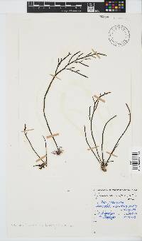 Brassicophycus sisymbrioides image
