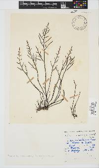 Brassicophycus sisymbrioides image