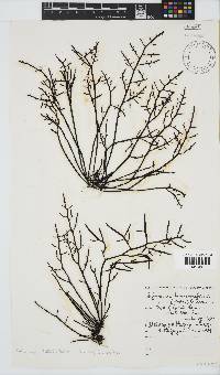 Brassicophycus sisymbrioides image