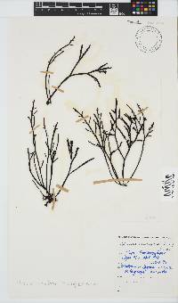 Brassicophycus sisymbrioides image