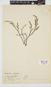 Brassicophycus sisymbrioides image