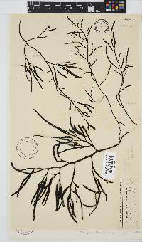 Brassicophycus sisymbrioides image