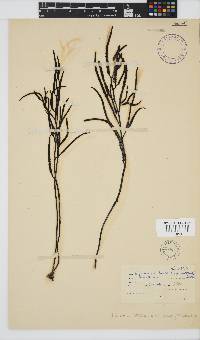 Brassicophycus sisymbrioides image