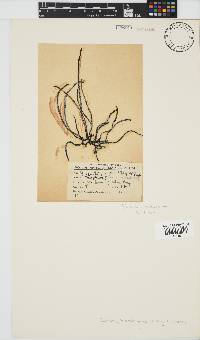 Brassicophycus sisymbrioides image