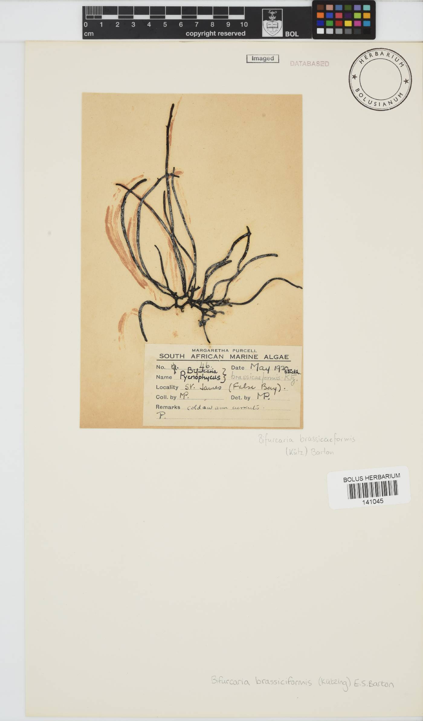 Brassicophycus sisymbrioides image