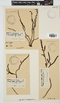 Brassicophycus sisymbrioides image