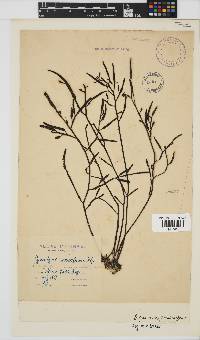 Brassicophycus sisymbrioides image