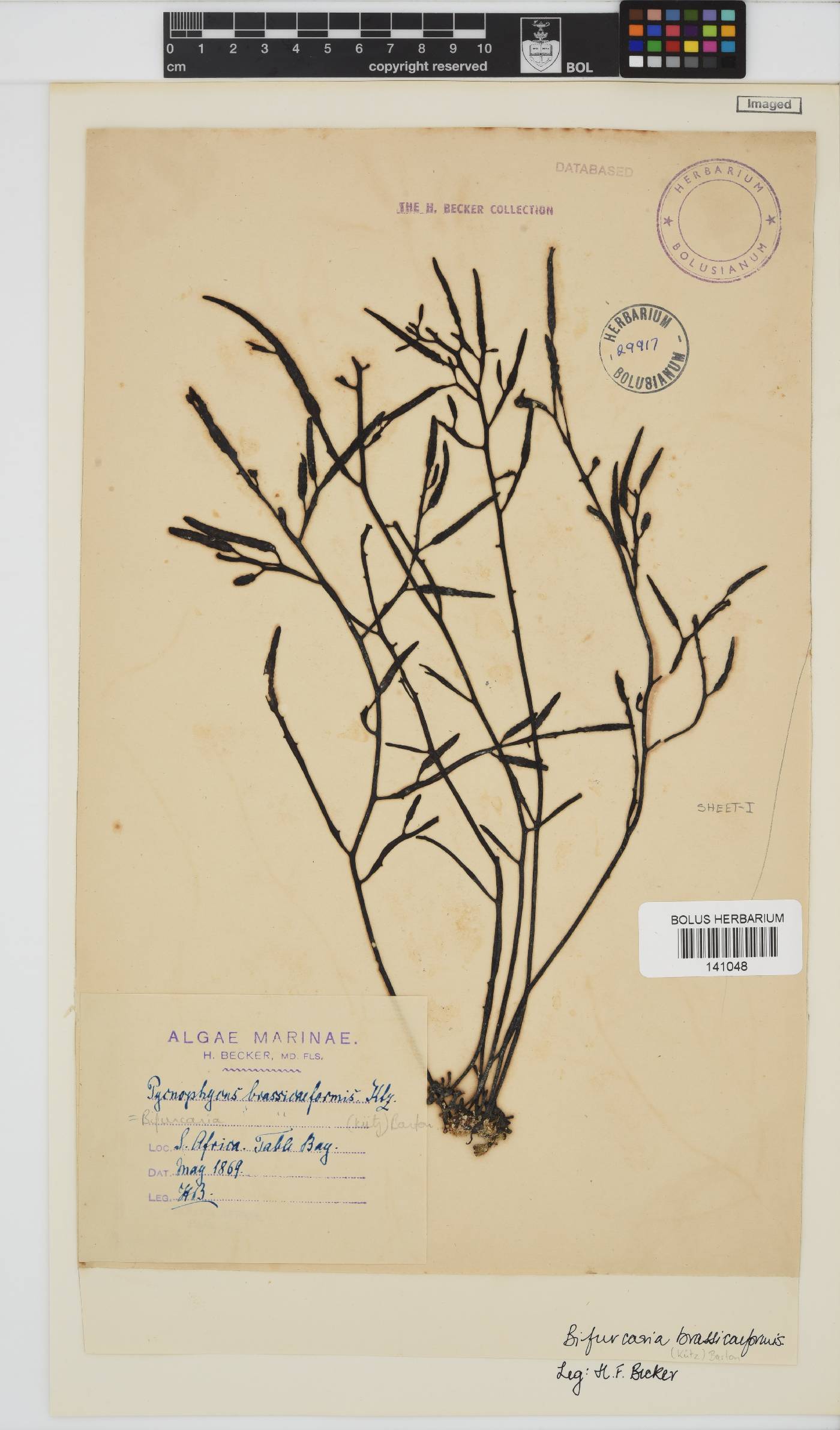 Brassicophycus sisymbrioides image