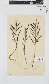 Brassicophycus sisymbrioides image