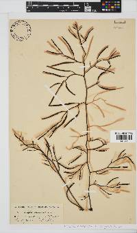 Brassicophycus sisymbrioides image