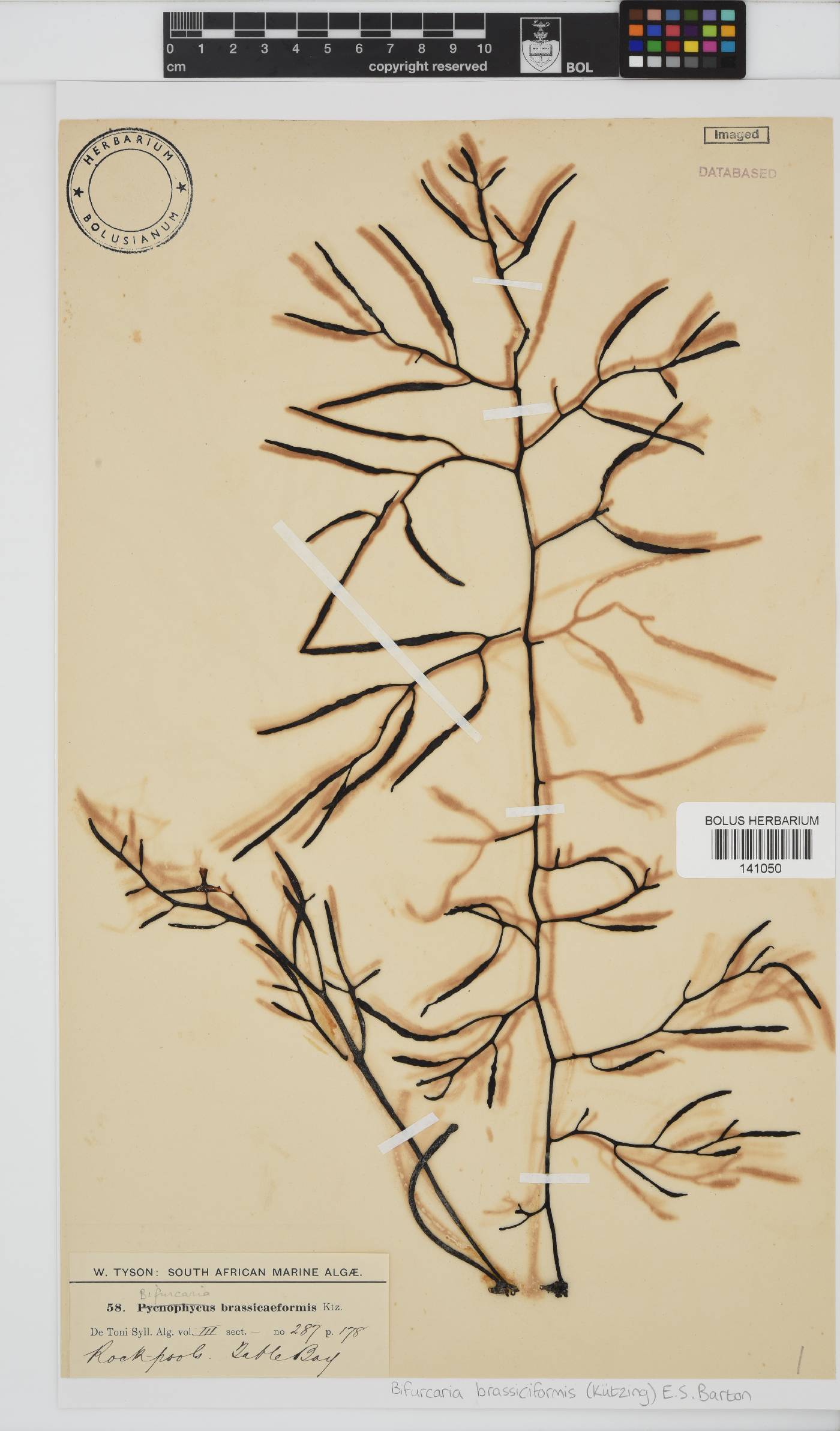 Brassicophycus image
