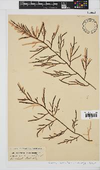 Brassicophycus sisymbrioides image