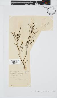 Brassicophycus sisymbrioides image
