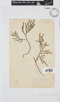 Brassicophycus sisymbrioides image