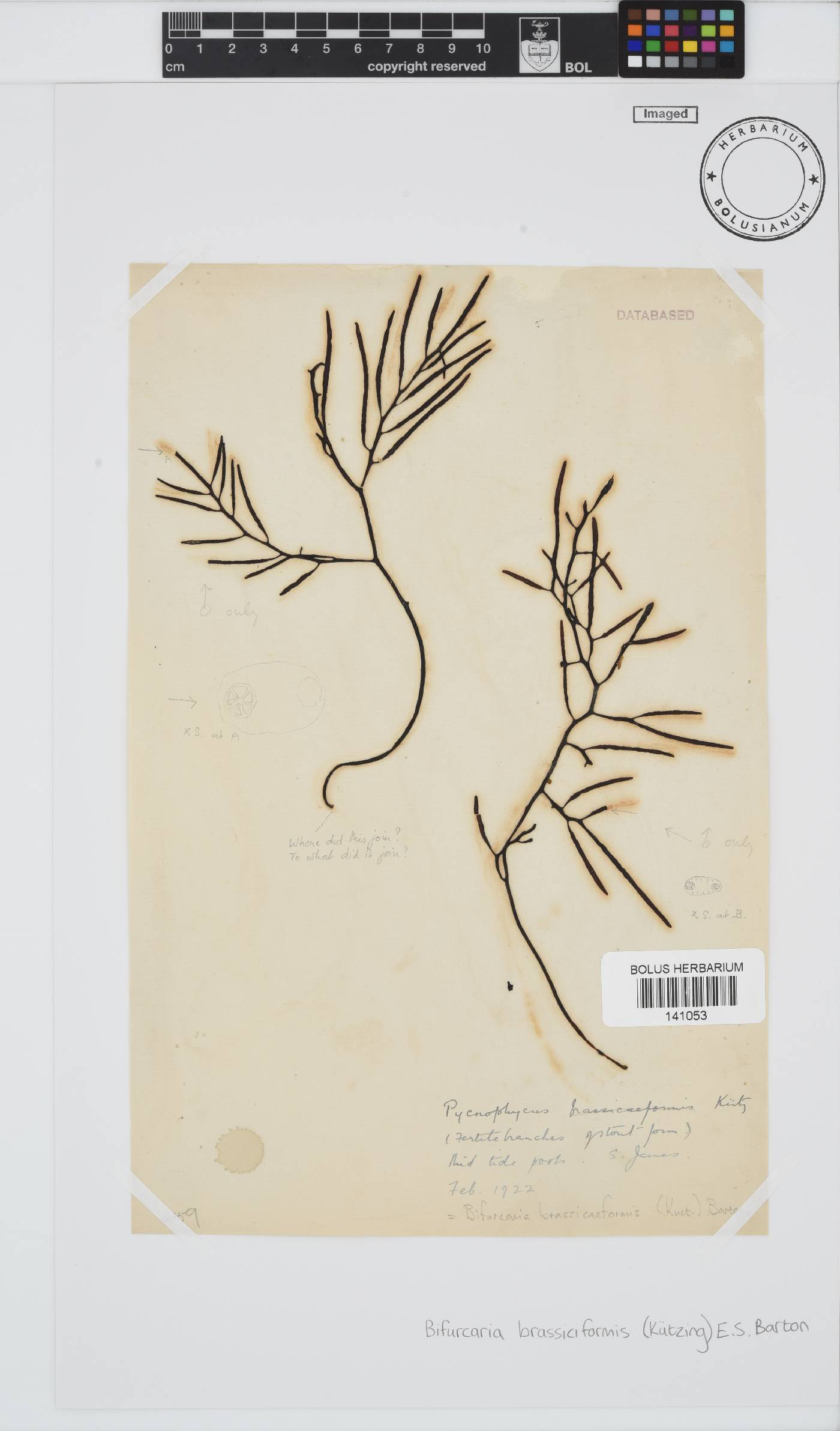 Brassicophycus sisymbrioides image