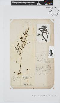 Brassicophycus sisymbrioides image