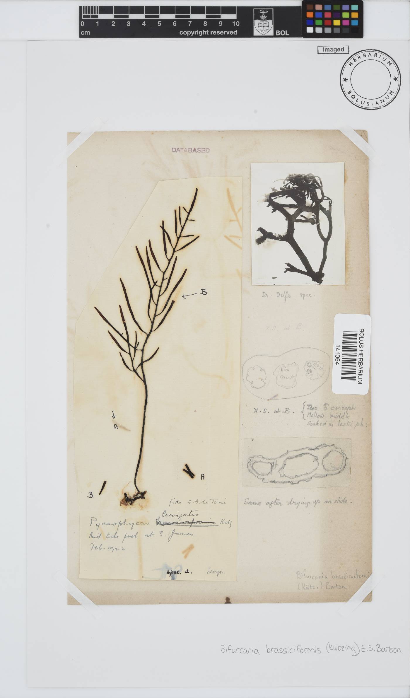 Brassicophycus sisymbrioides image