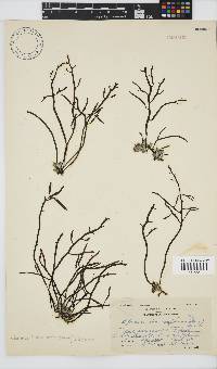Brassicophycus sisymbrioides image