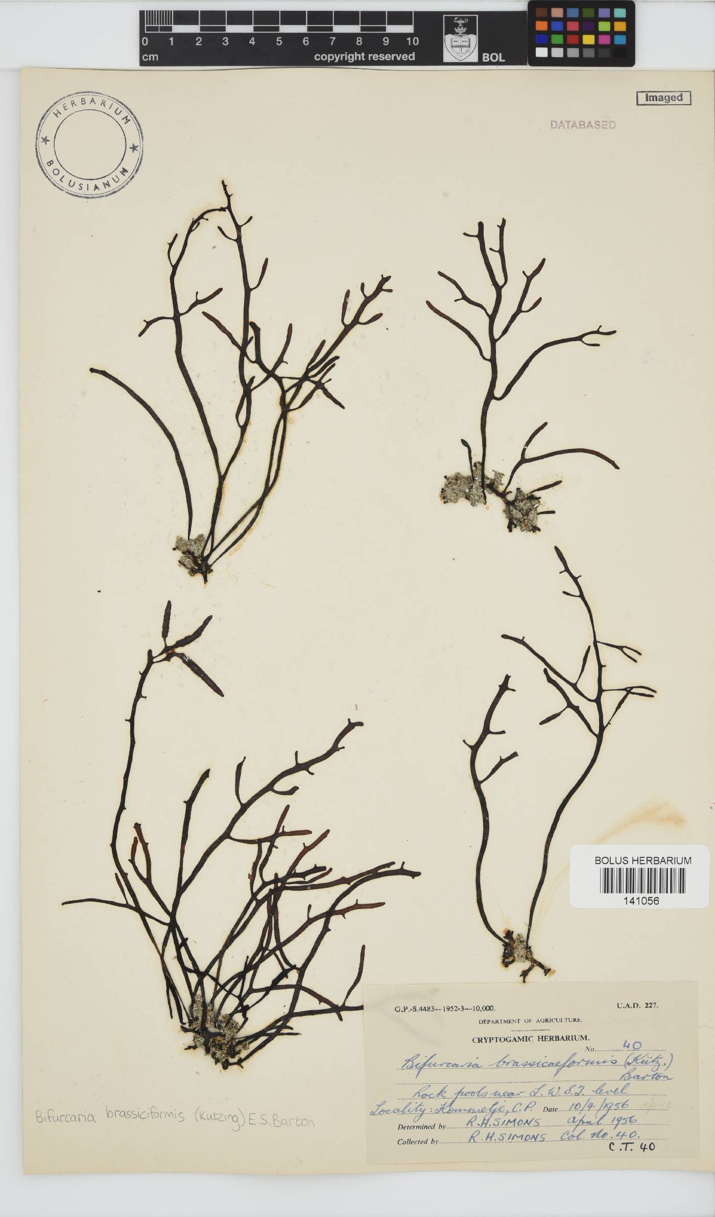 Brassicophycus sisymbrioides image