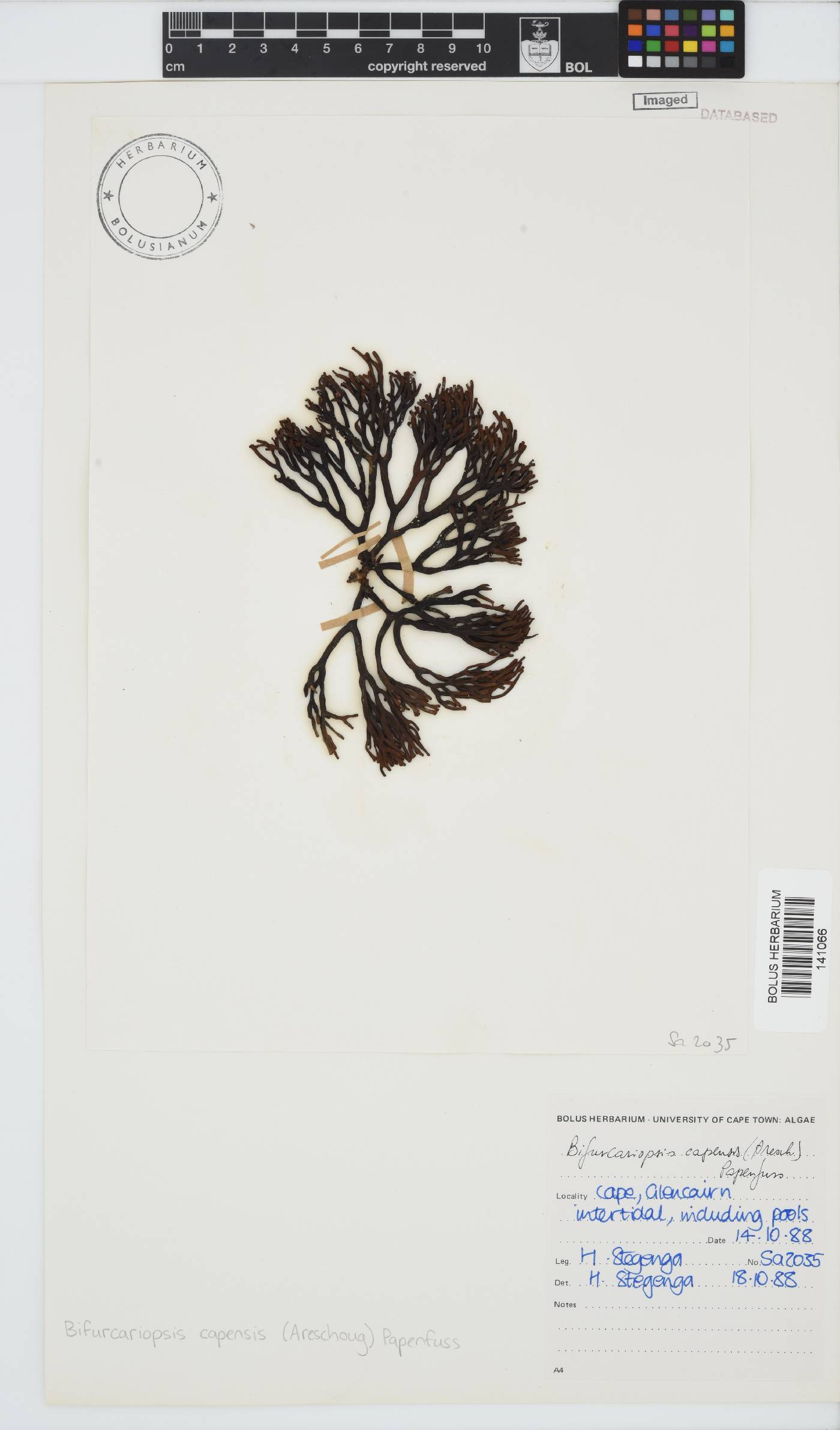 Bifurcariopsis capensis image